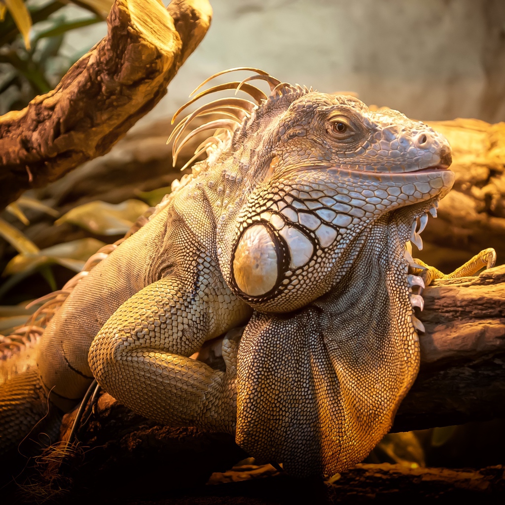 Гигантская игуана сидит на дереве