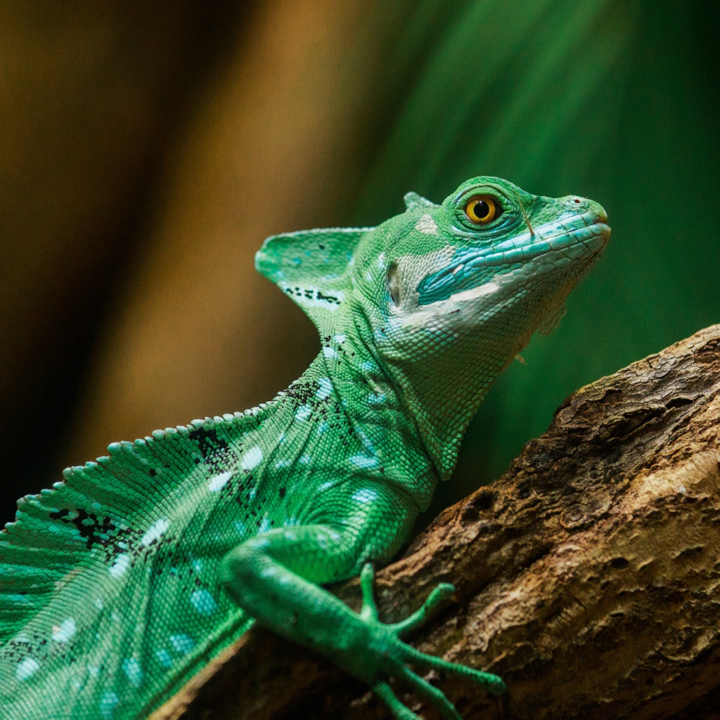 Зеленая игуана на стволе дерева