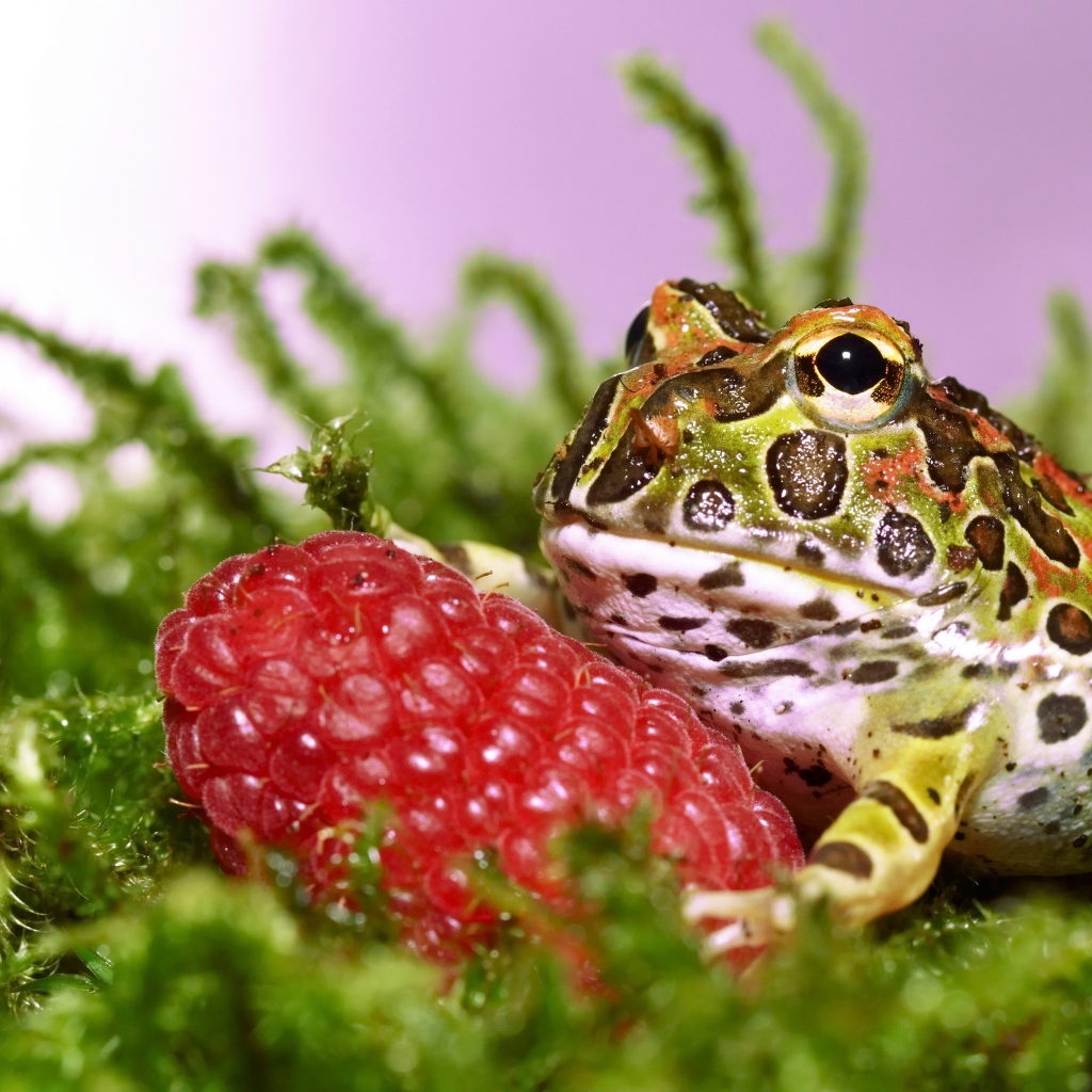 Рогатая жаба с большой спелой ягодой малины