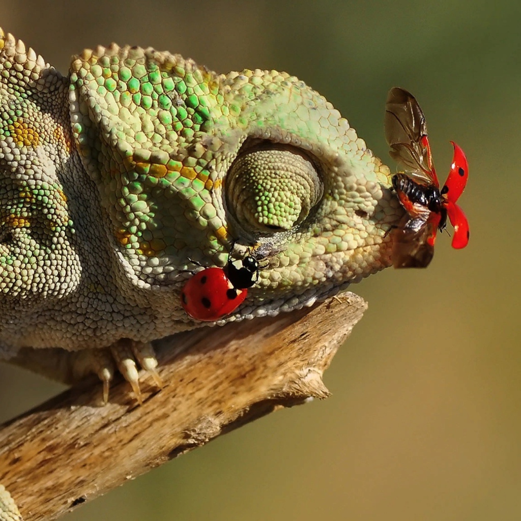 Божьи коровки сидят на зеленом хамелеоне 