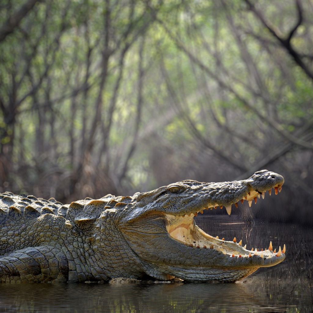 Большой крокодил с открытой пастью в воде 
