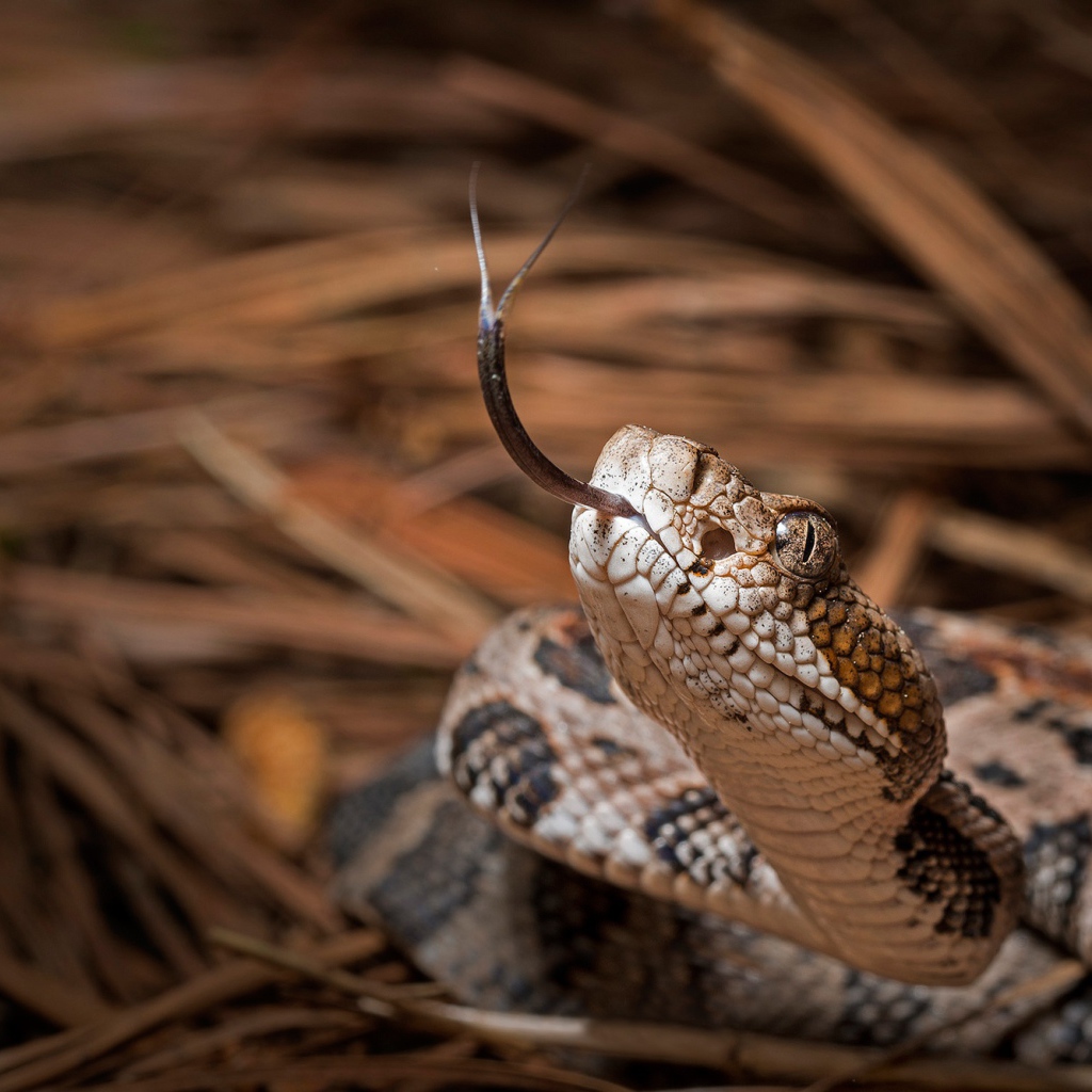 Змея с высунутым языком 