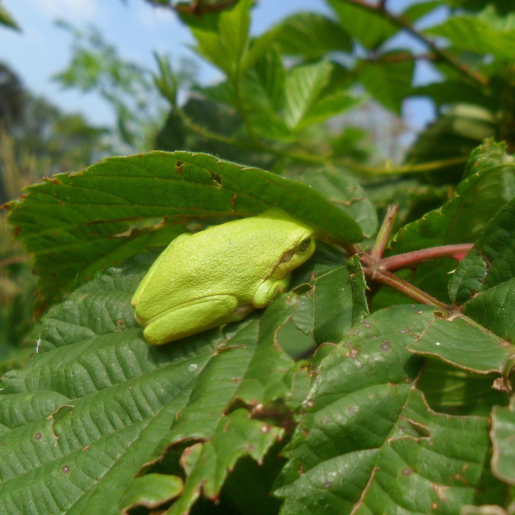 Зеленая жаба сидит на большом листе