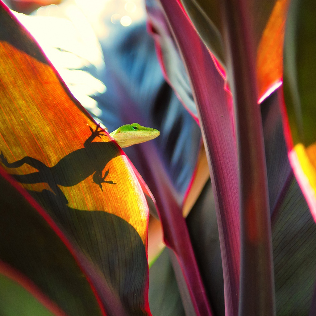 Маленькая зеленая ящерица сидит на большом листе