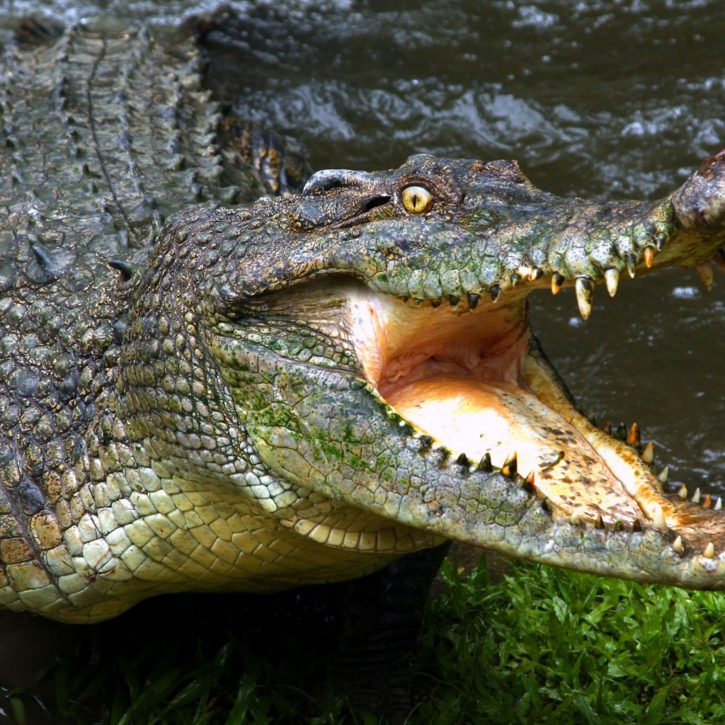 Зубастый крокодил с открытой пастью у водоема