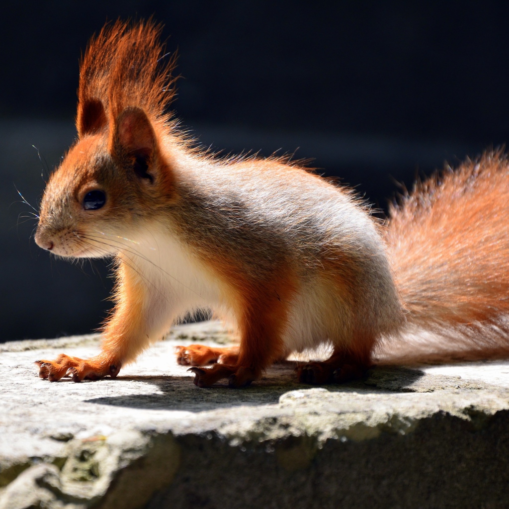 Маленькая белочка в лучах солнца