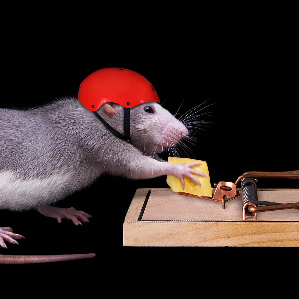 Крыса в шлеме ворует сыр из мышеловки
