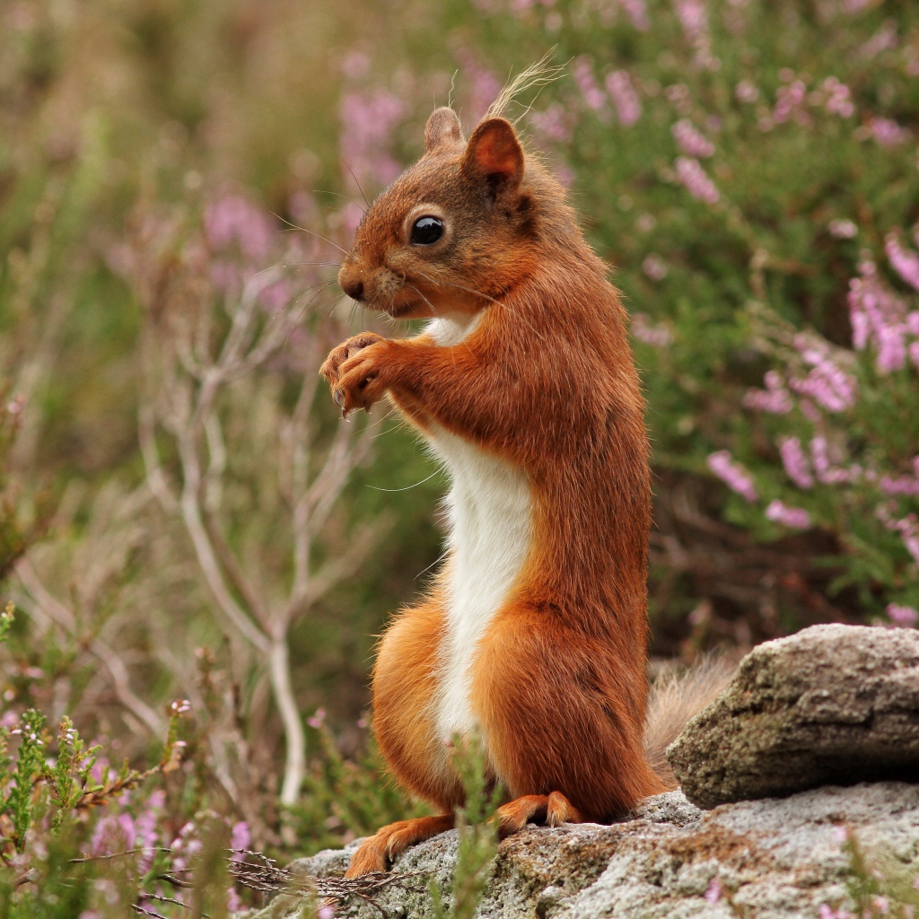 Маленькая рыжая белка стоит на камне