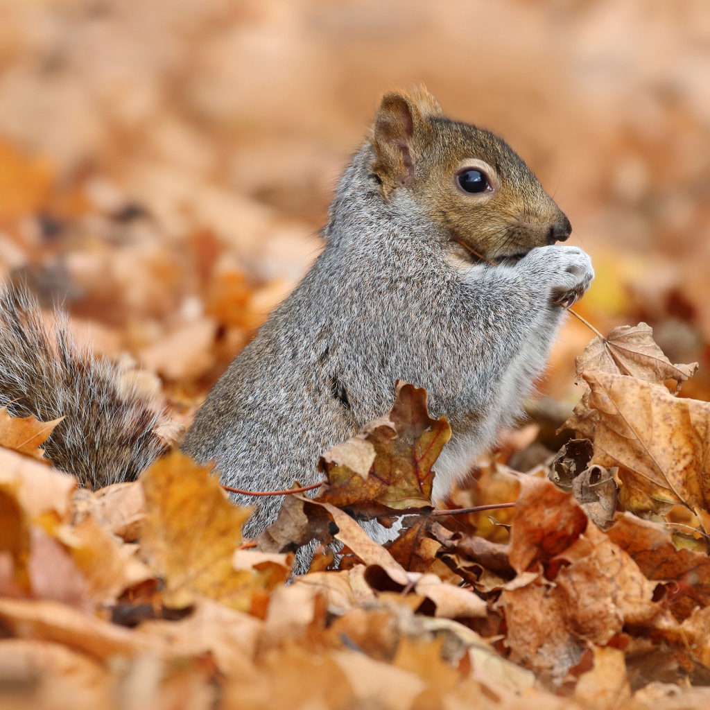 Маленькая белка сидит на сухой листве