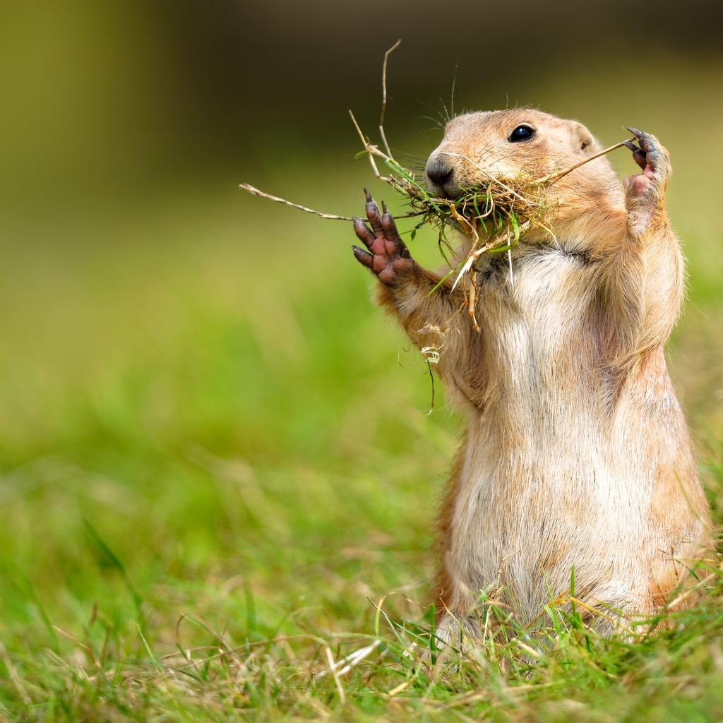 Чернохвостая луговая собачка ест траву