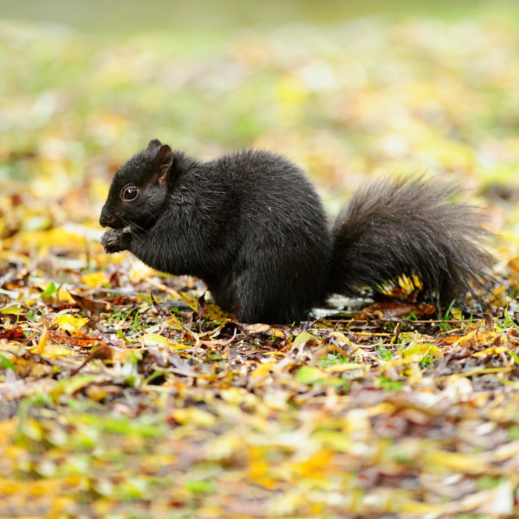 Черная белка сидит на желтой листве