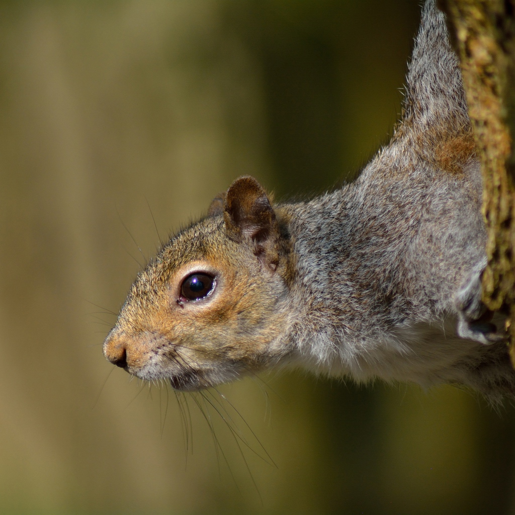 Любопытная белка на дереве
