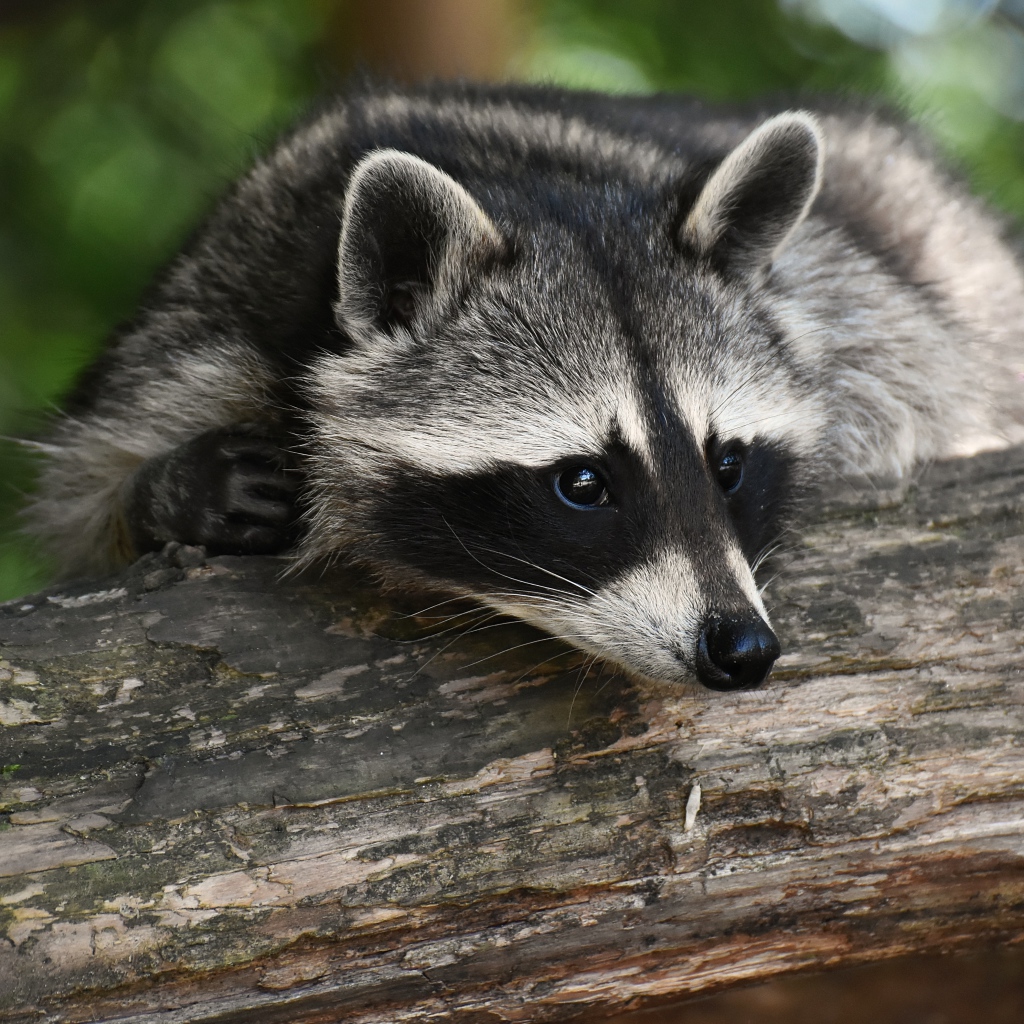Милый енот лежит на дереве