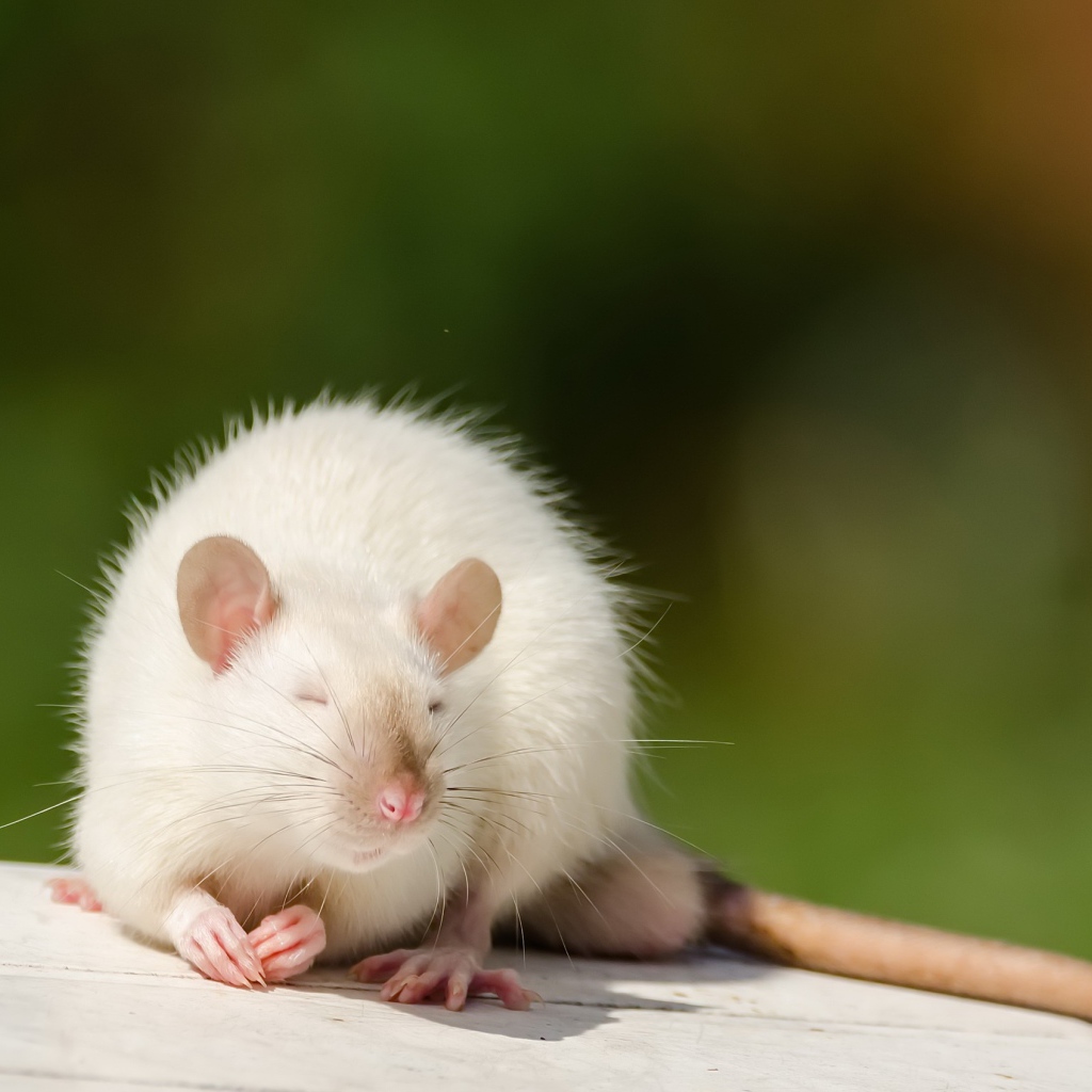 Декоративная белая крыса греется на солнце