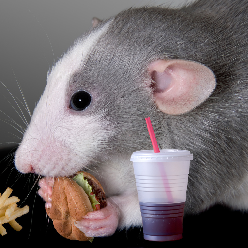 Серая декоративная крыса с сэндвичем и соком