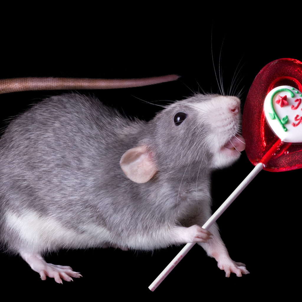 Серая крыса с леденцом на черном фоне