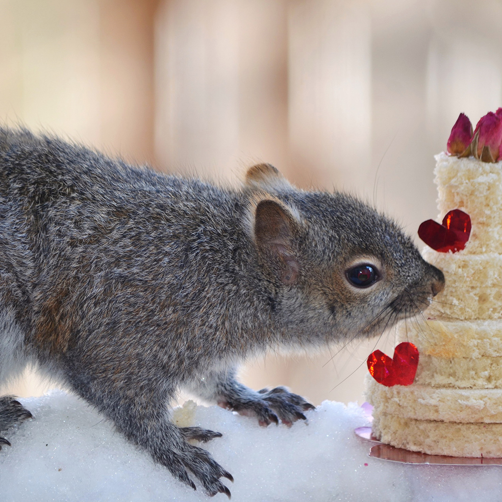 Серой белке подарили торт из хлеба