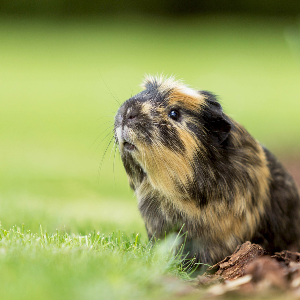 Морская свинка сидит на зеленой траве