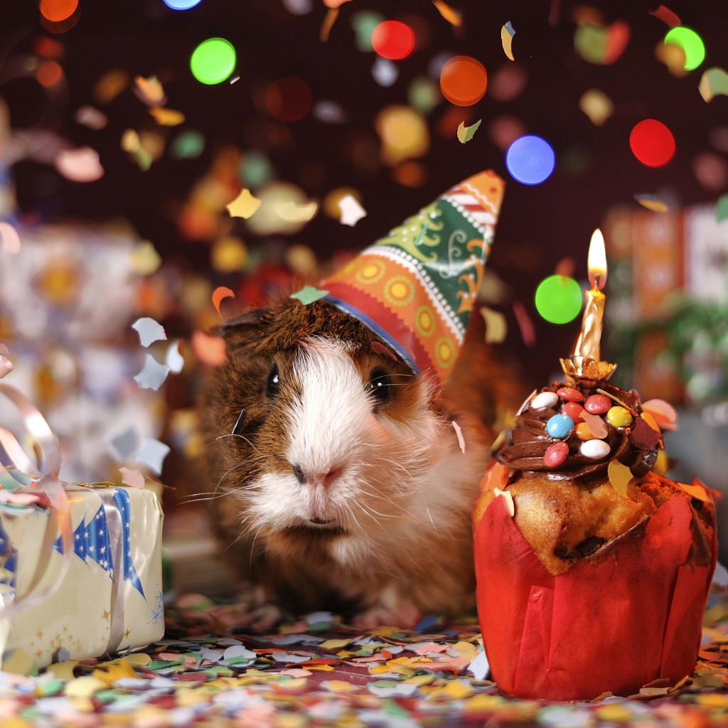 Морская свинка с подарком и праздничным кексом