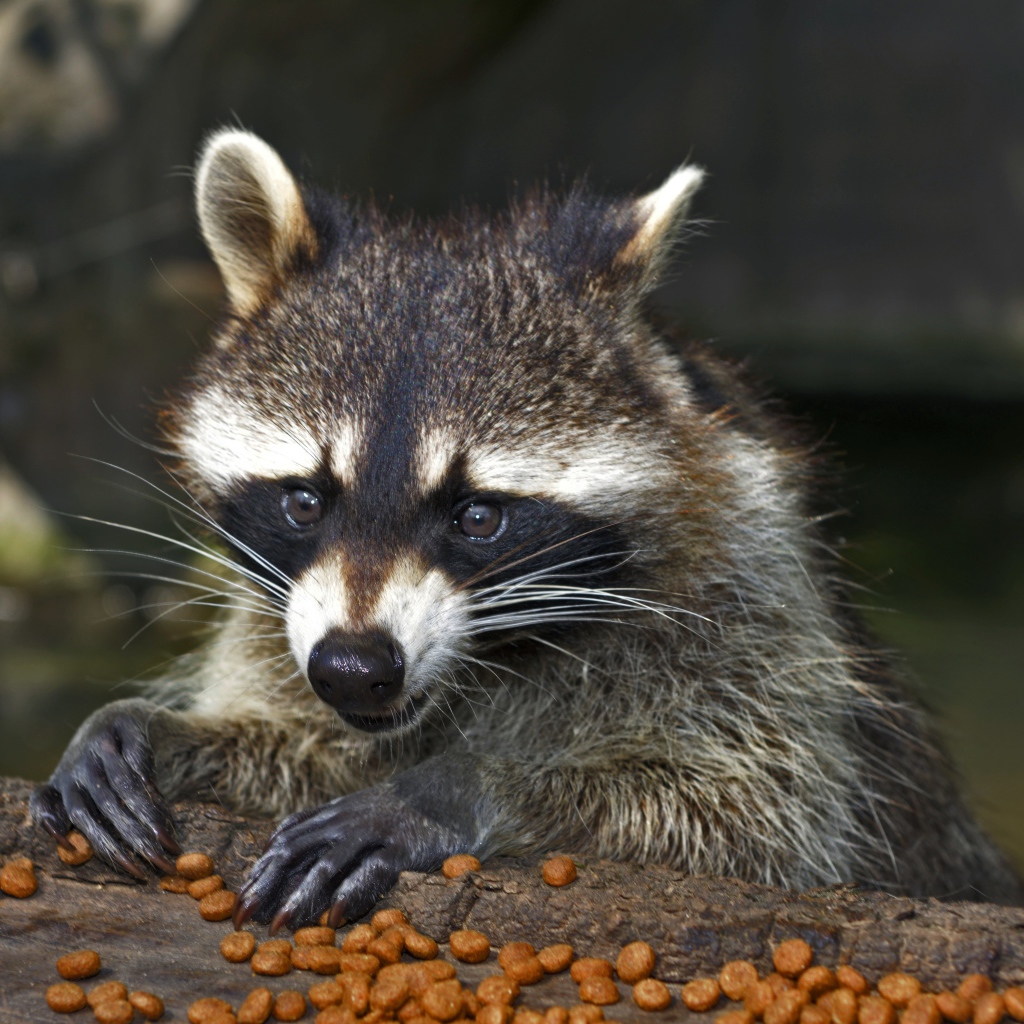 Енот грызет сухой корм