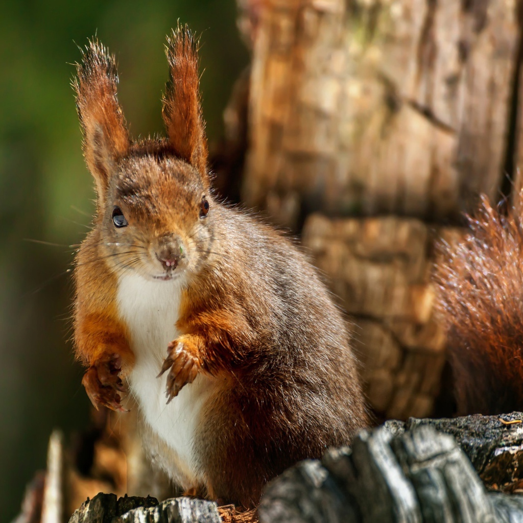 Рыжая белка на сухом дереве крупным планом 