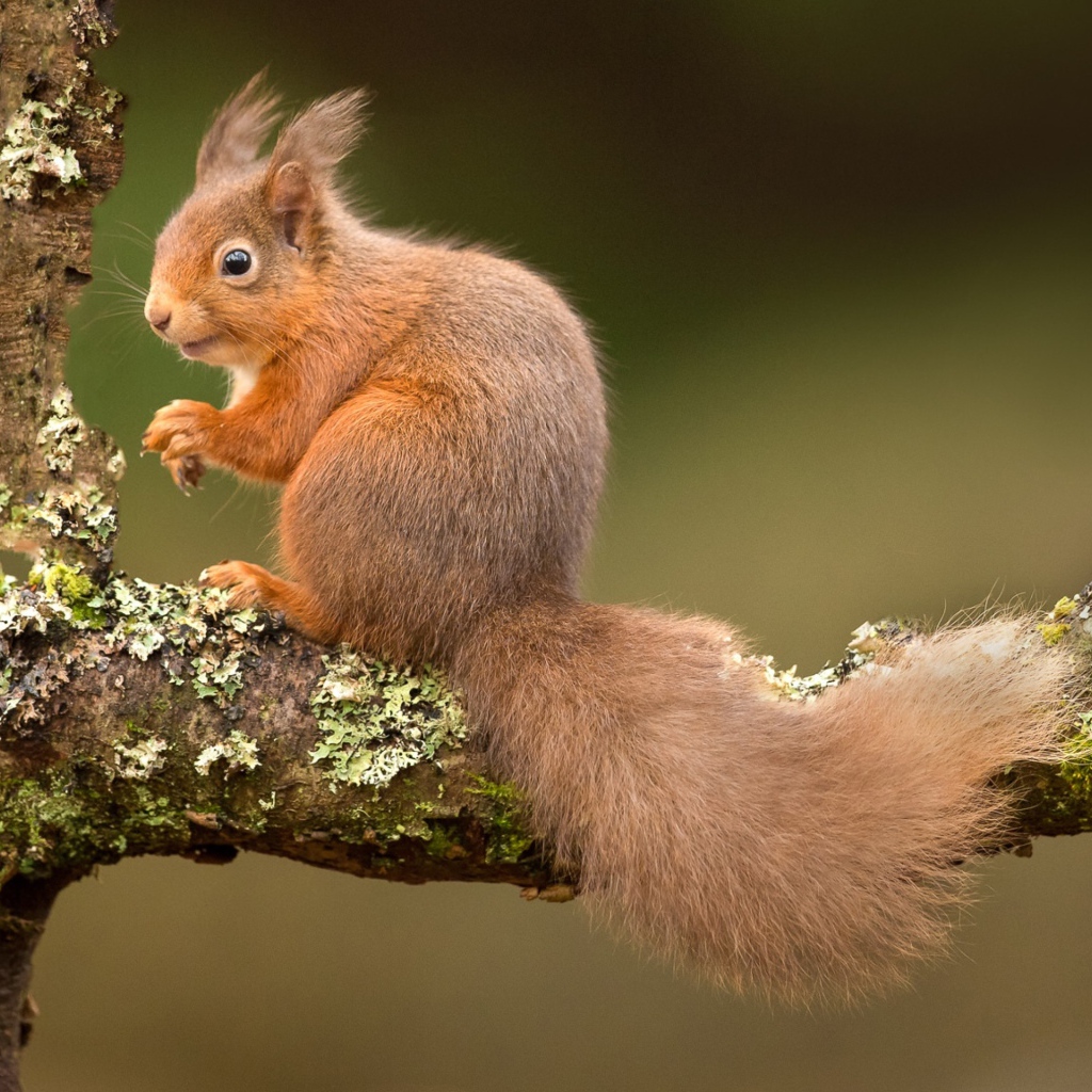 Рыжая белка на ветке дерева 