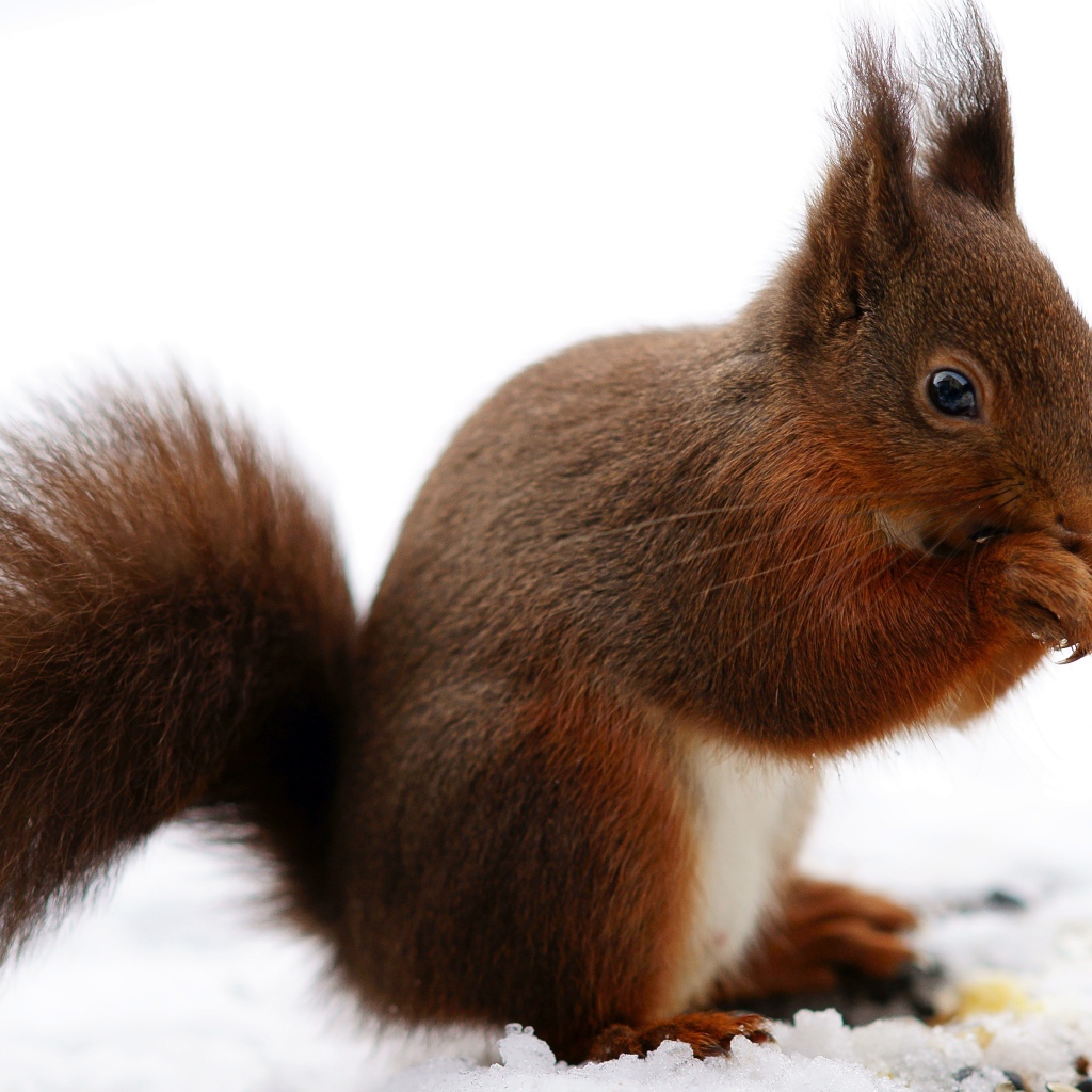 Рыжая белка сидит на снегу