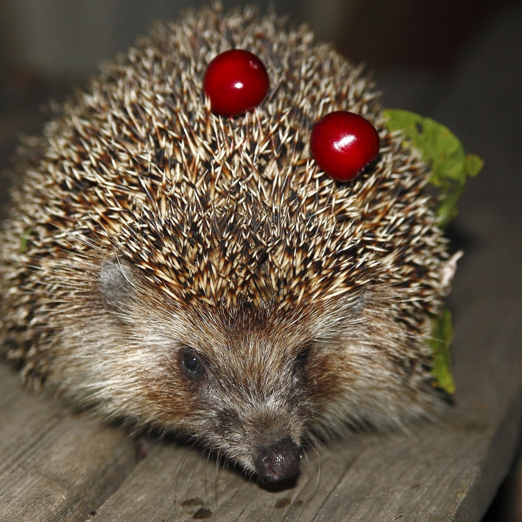 Колючий ежик с черешнями на иголках