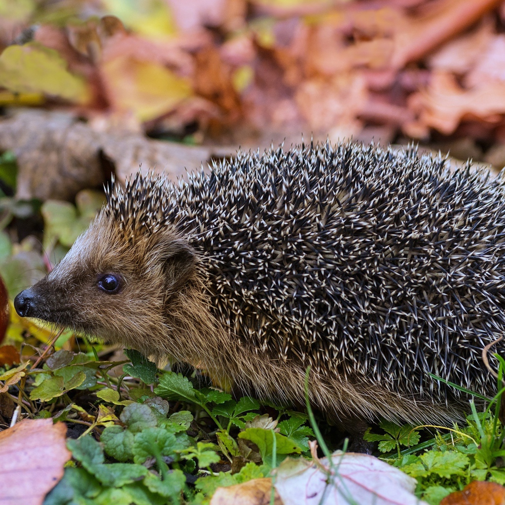 Колючий еж с красным яблоком в зеленой траве