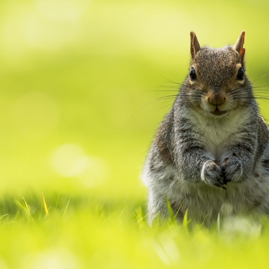 Белка сидит в зеленой траве