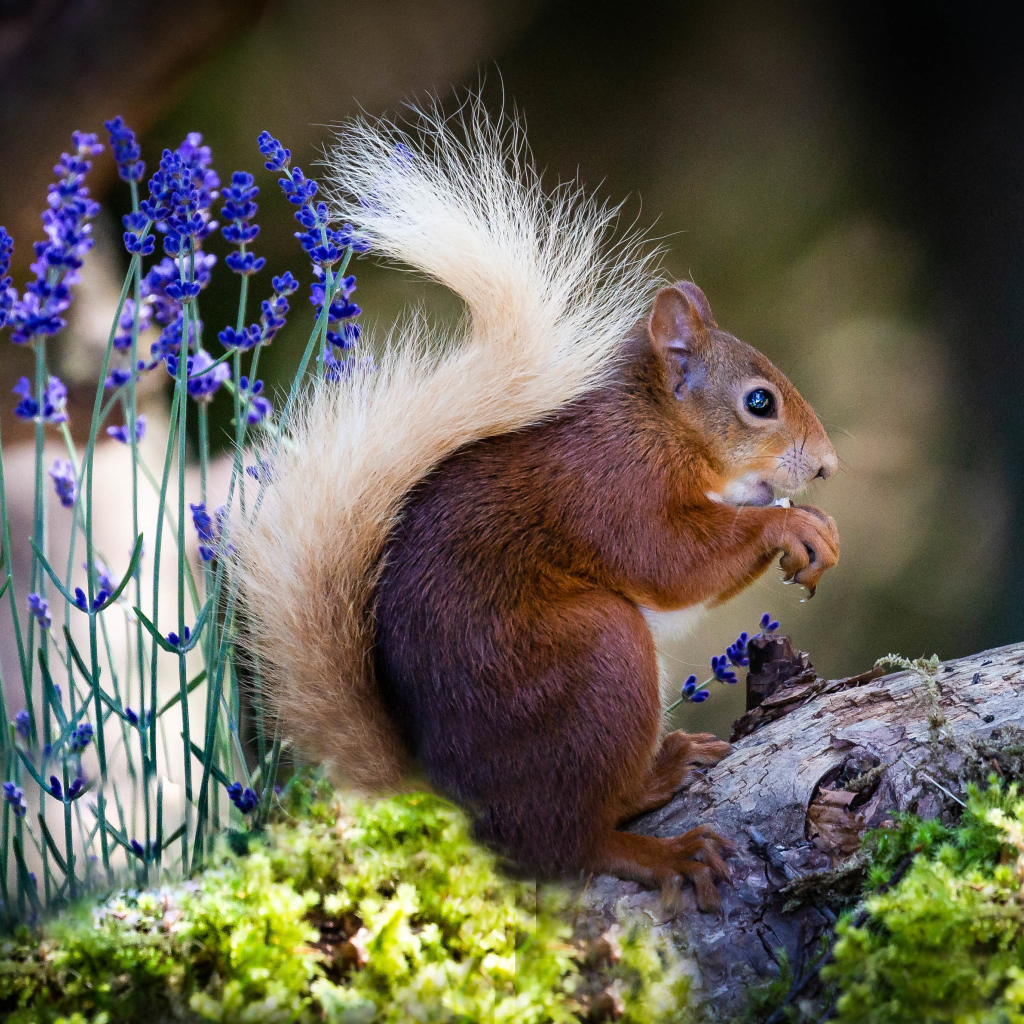 Белка сидит на ветке с голубыми цветами