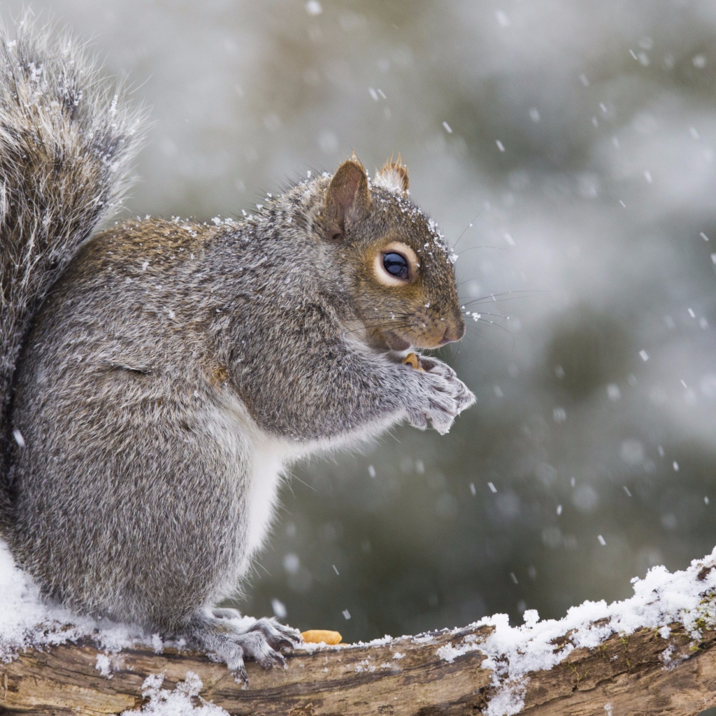 Белка сидит на заснеженной ветке 