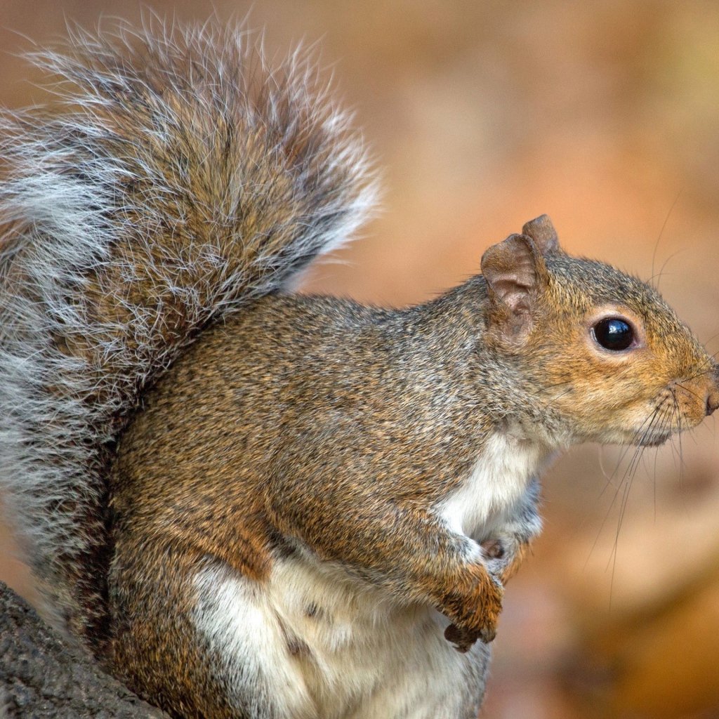 Белка с пушистым хвостом на дереве