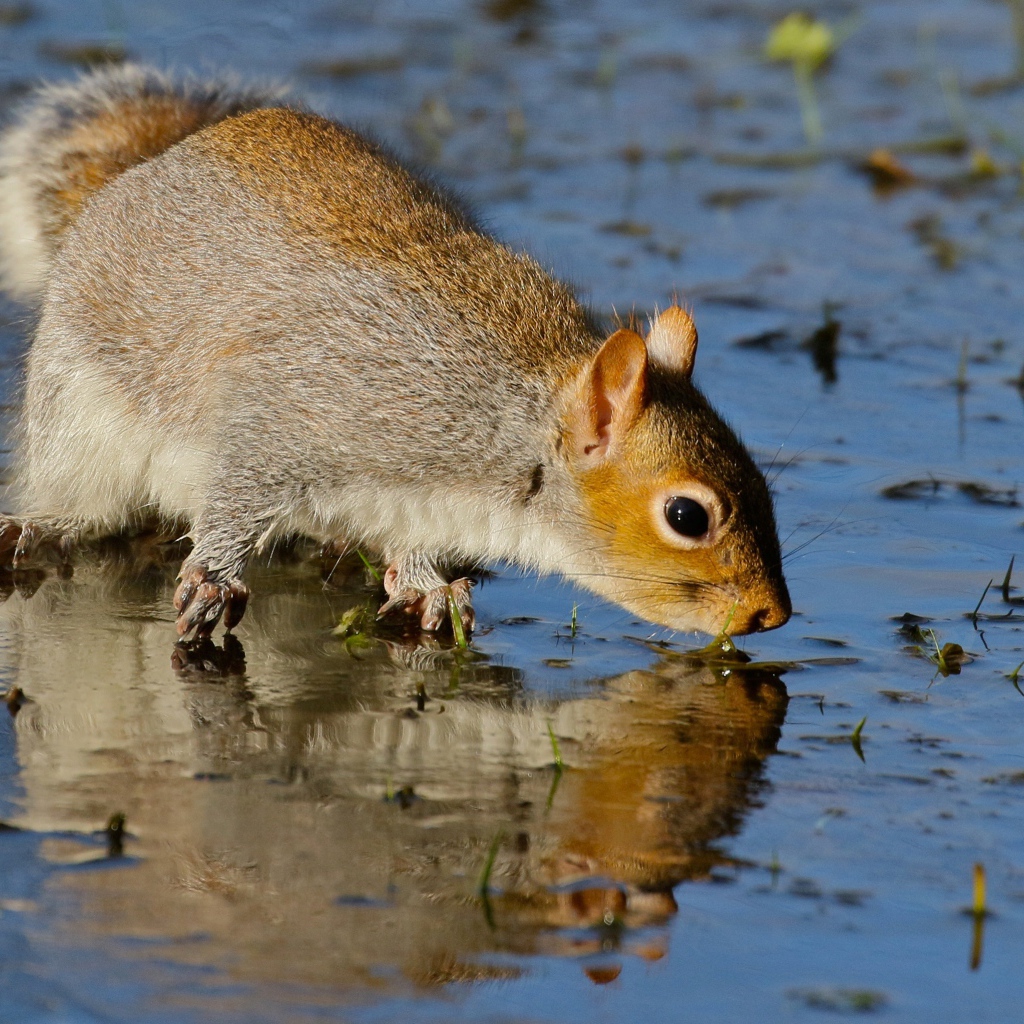 Белка отражается в воде