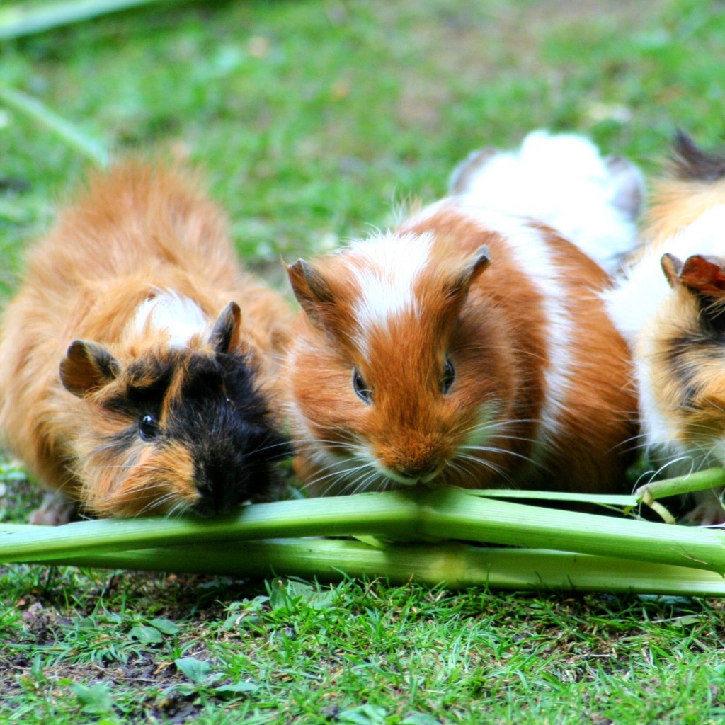Три морские свинки грызут зеленую траву