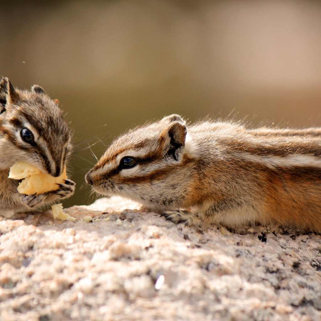 Два милых бурундука едят печенье