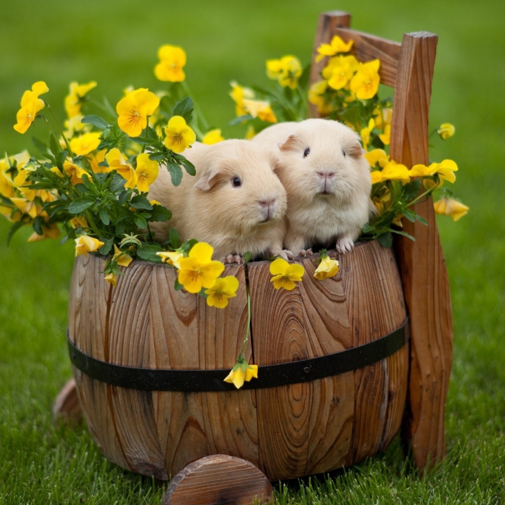 Две морские свинки сидят на бочке с цветами 