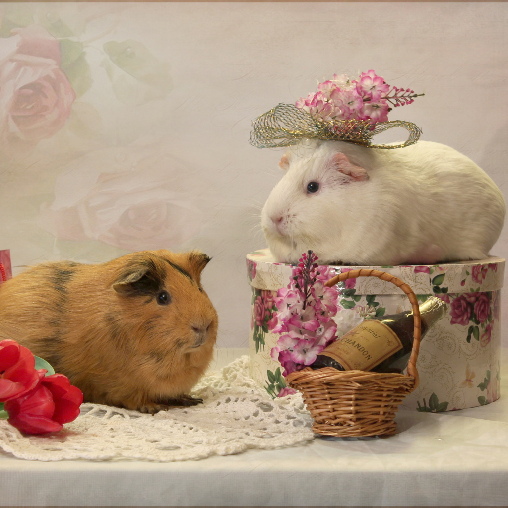 Две морские свинки с цветами