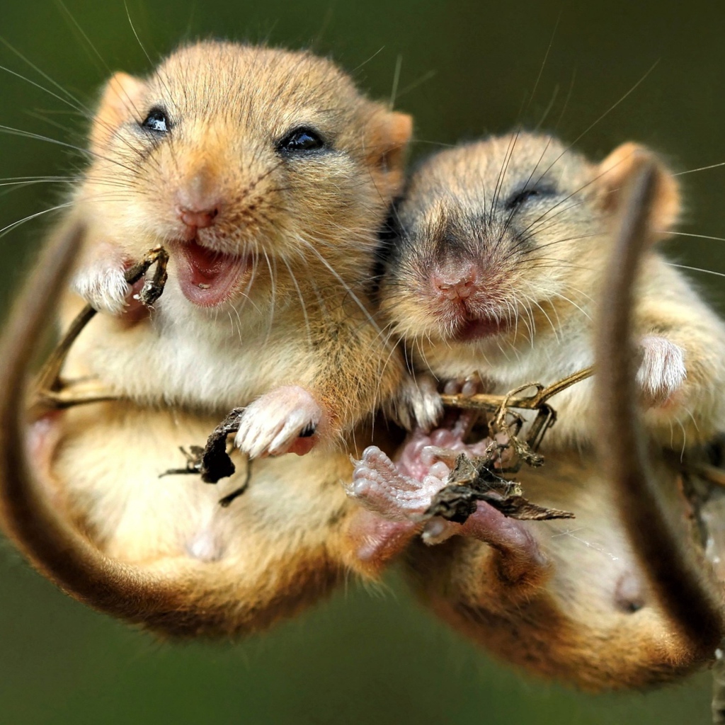 Две мышки полевки на колоске 