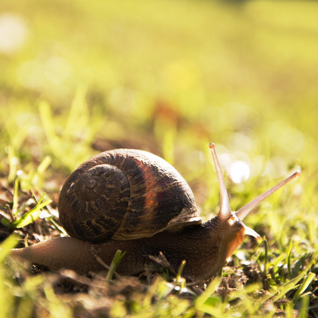 Большая улитка на траве