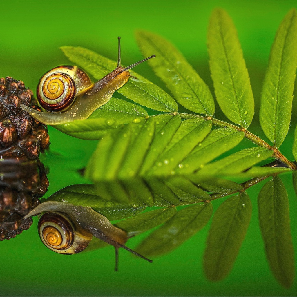 Улитка на зеленом листе в воде 