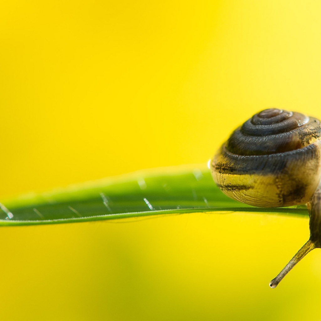 Улитка на зеленом листке на желтом фоне 