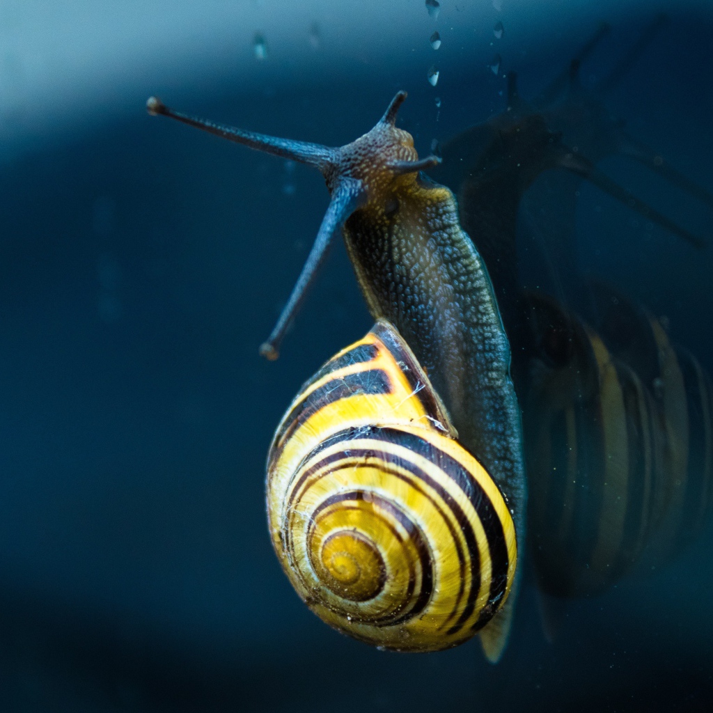 Улитка ползет по стеклу