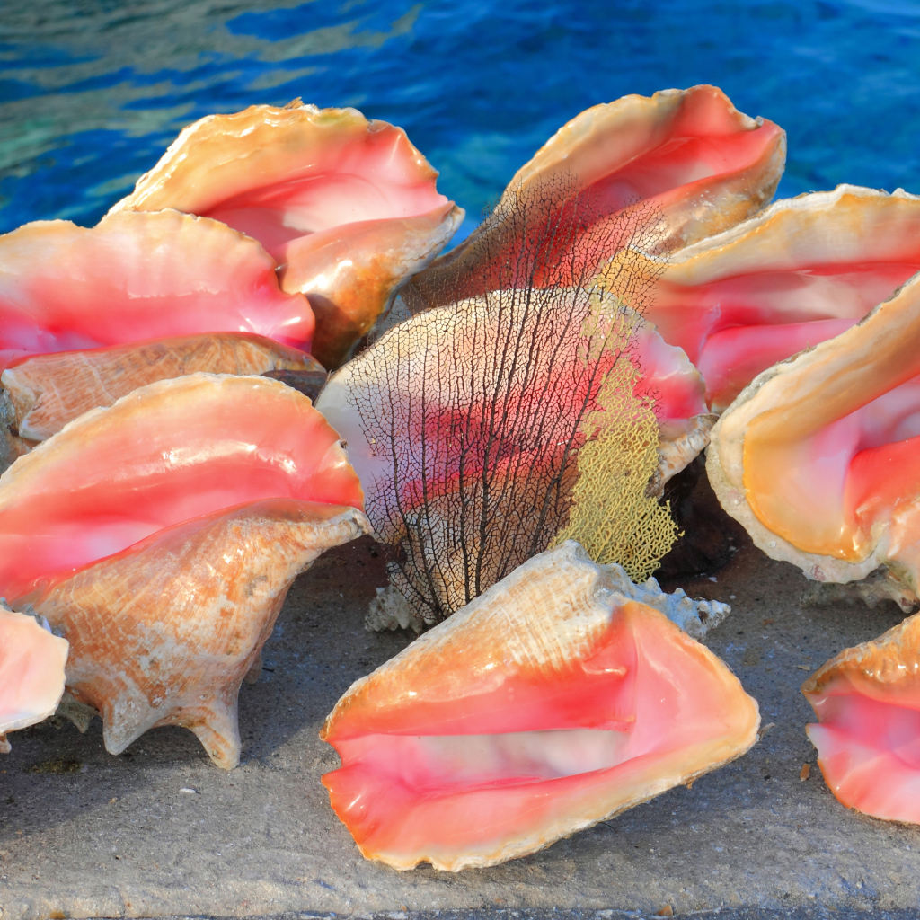 Большие розовые ракушки на песке