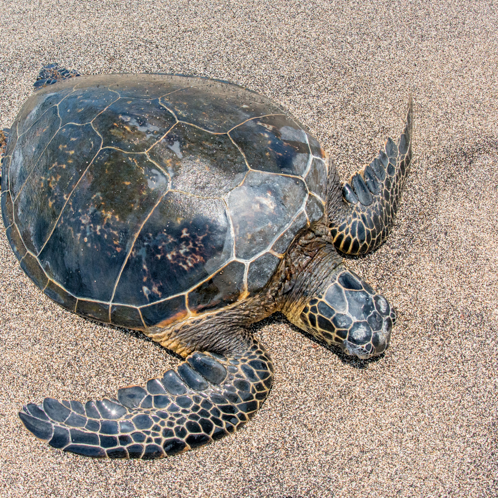 Большая черепаха на песке 