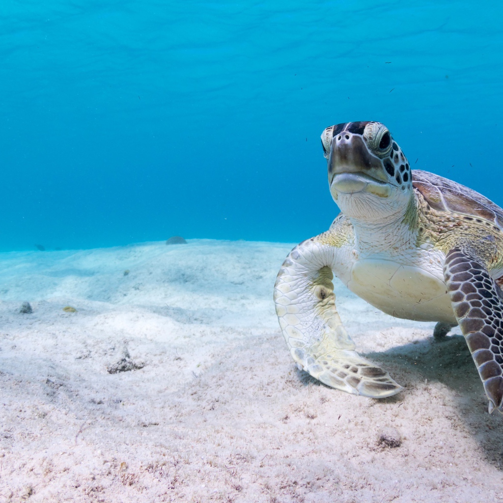 Большая черепаха под водой на песке