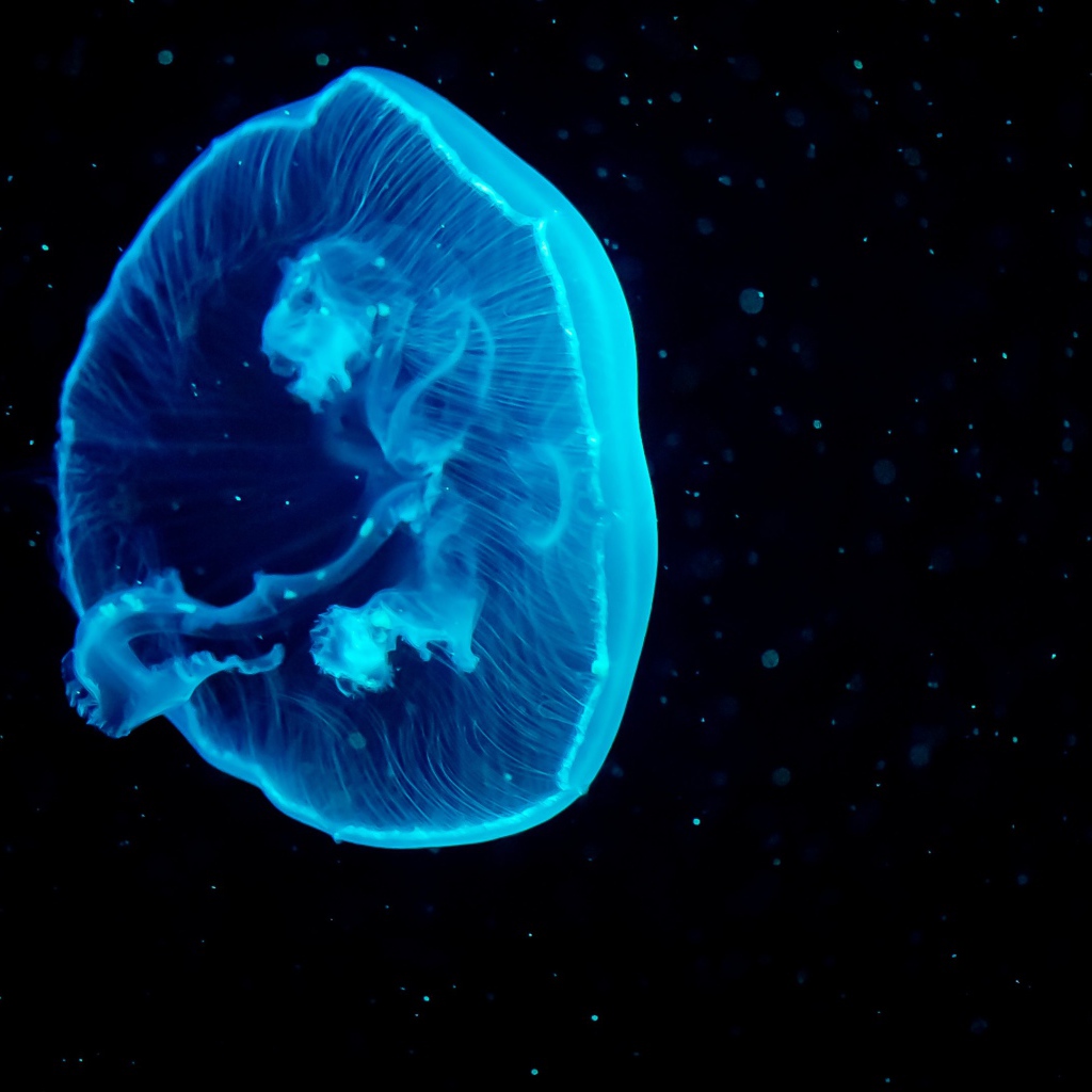 Голубая большая медуза на черном фоне