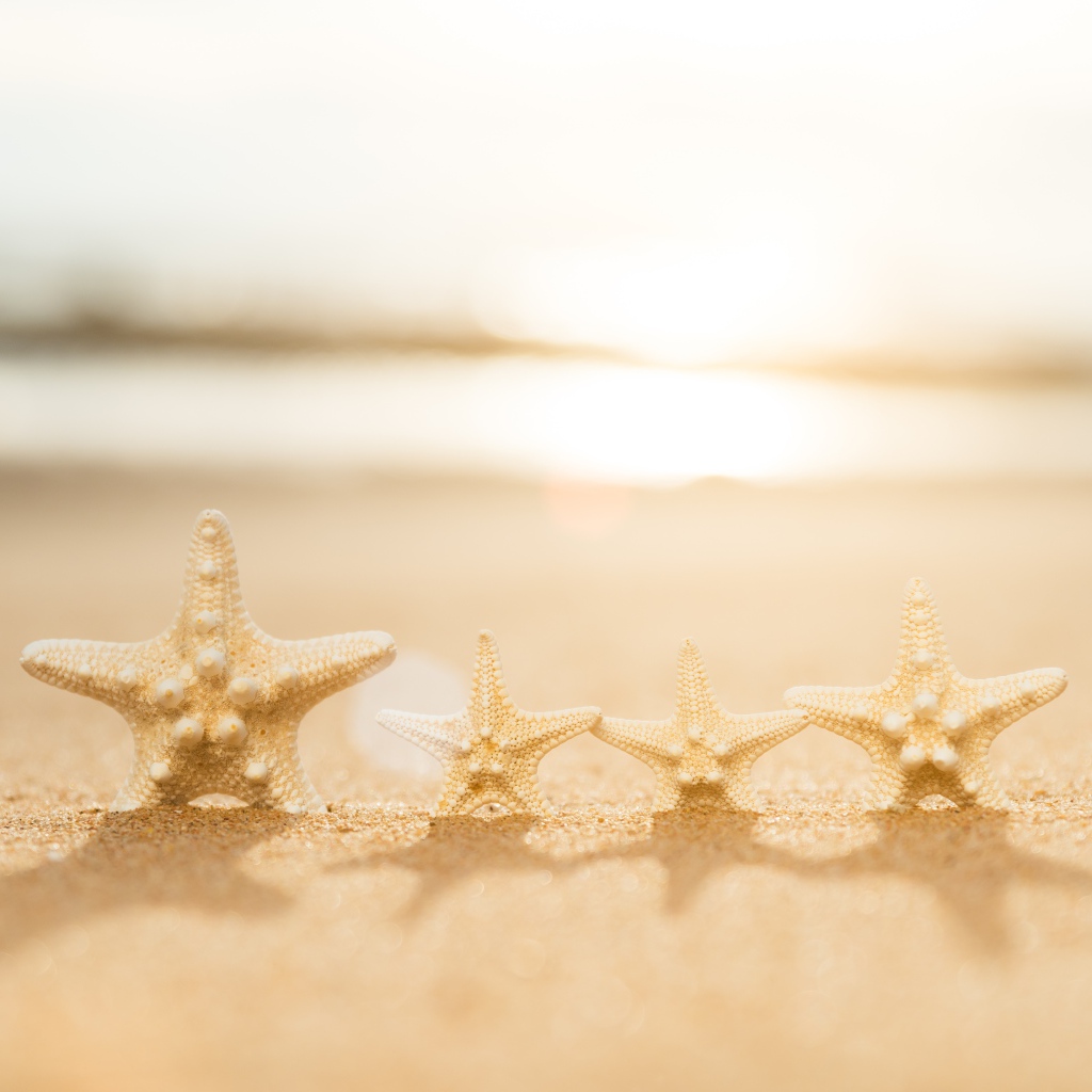 Четыре морские звезды на желтом песке
