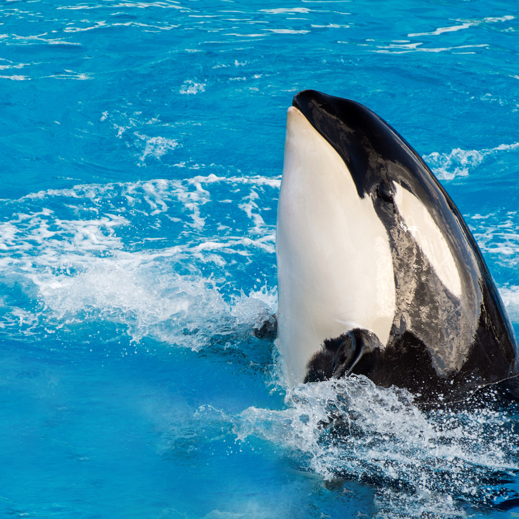 Большая касатка в бассейне 