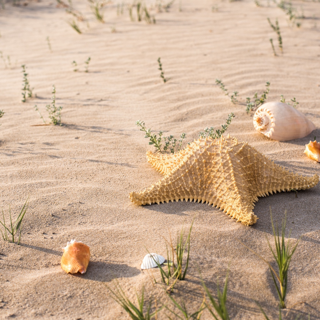 Большая морская звезда и ракушки на песке